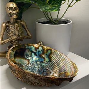 Abalone Shell